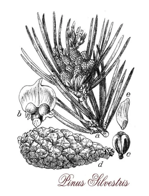 Pinus sylvestris