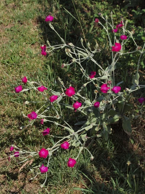 Lychnis coronaria (kohoutek věncový)