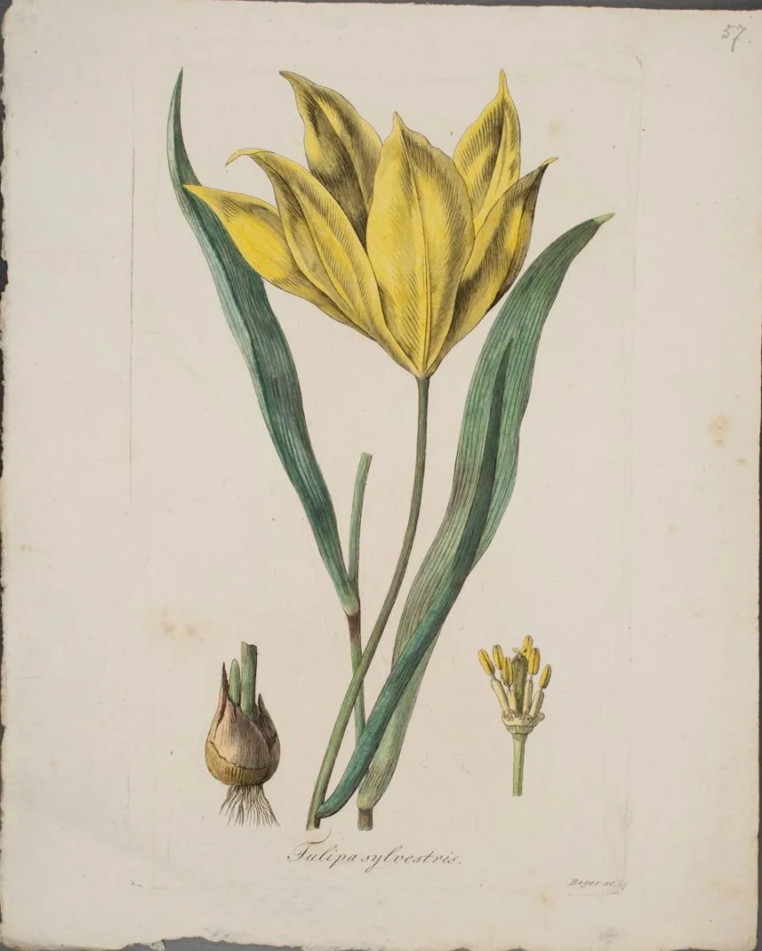 tulipán lesní