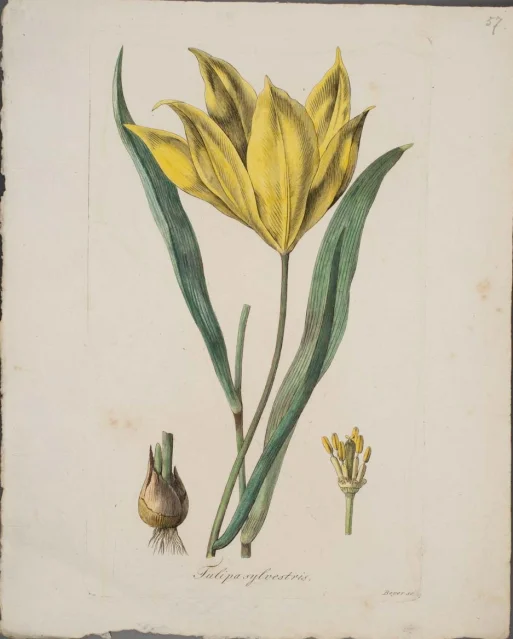 Tulipán lesní